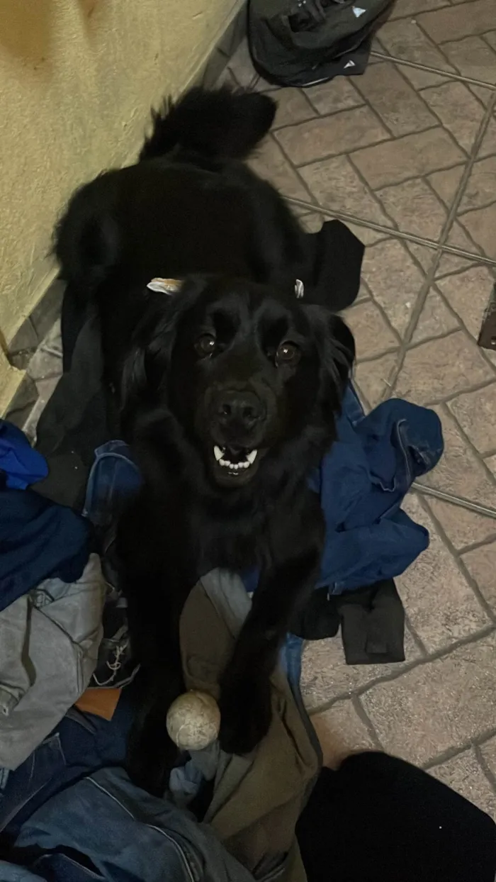 Cachorro ra a SRD-ViraLata idade 1 ano nome Pietra
