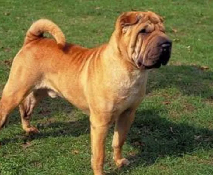 Cachorro ra a Shar Pei idade 4 anos nome Kyra