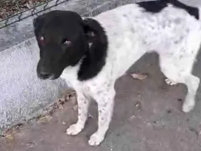 Cachorro raça SRD-ViraLata idade 1 ano nome Malhado