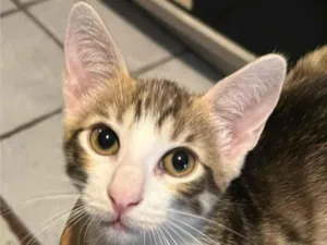 Gato raça SRD-ViraLata idade 7 a 11 meses nome Sem Nome
