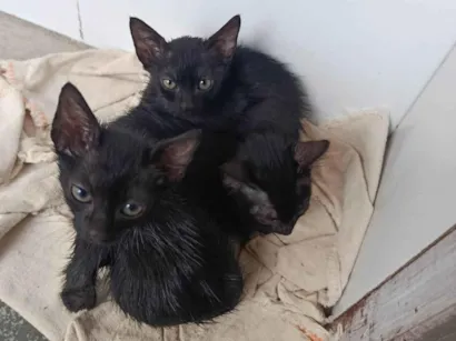 Gato raça SRD-ViraLata idade 2 a 6 meses nome Francisco 