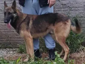 Cachorro raça Pastor Alemão idade 1 ano nome Alvaro