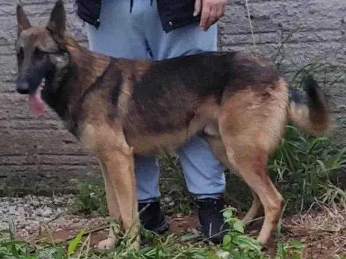 Cachorro ra a Pastor Alemão idade 1 ano nome Alvaro