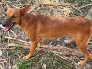 Cachorro raça SRD-ViraLata idade 2 anos nome Aurora 
