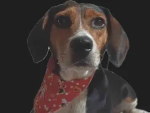 Cachorro raça Basset-Cofap idade 2 anos nome Snoop
