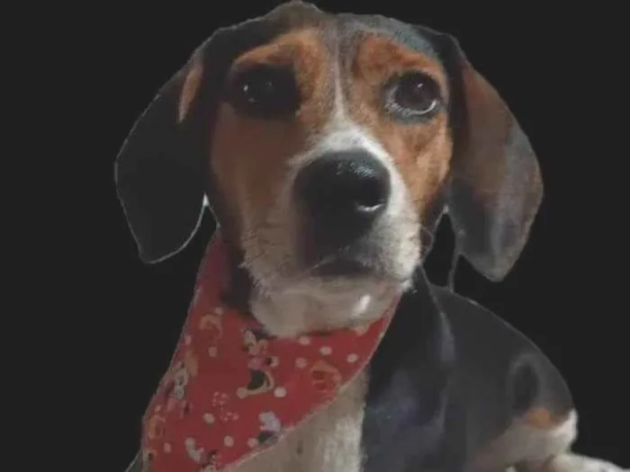 Cachorro ra a Basset-Cofap idade 2 anos nome Snoop