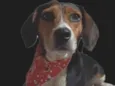 Snoop