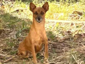 Cachorro raça SRD-ViraLata idade 2 a 6 meses nome Amora 
