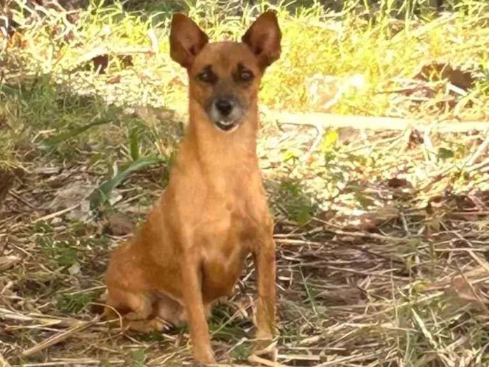 Cachorro ra a SRD-ViraLata idade 2 a 6 meses nome Amora 