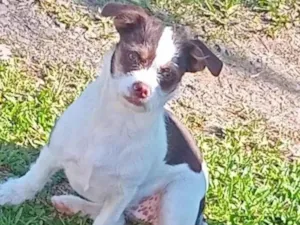 Cachorro raça SRD-ViraLata idade 2 a 6 meses nome Ruby