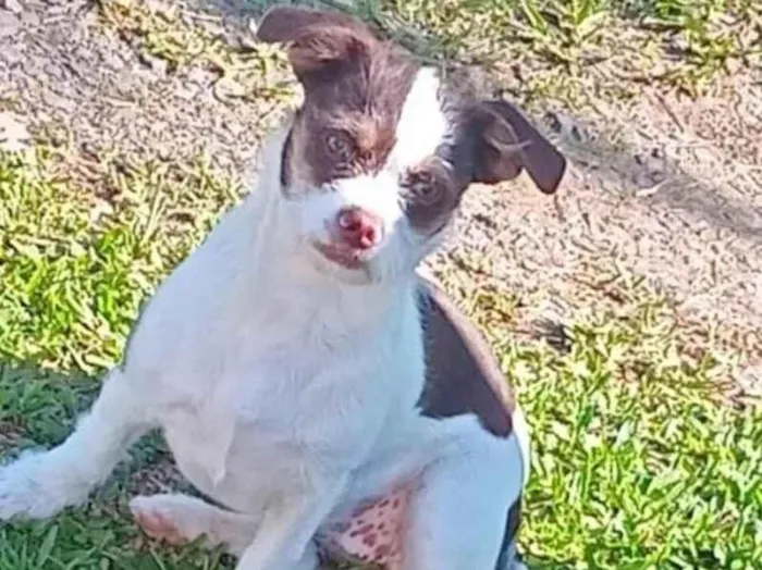 Cachorro ra a SRD-ViraLata idade 2 a 6 meses nome Ruby