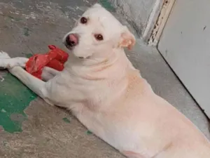 Cachorro raça Labrador idade 3 anos nome Skank 