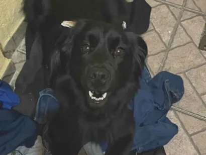 Cachorro raça SRD-ViraLata idade 1 ano nome Pietra