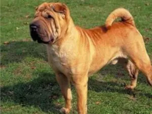 Cachorro raça Shar Pei idade 4 anos nome Kyra