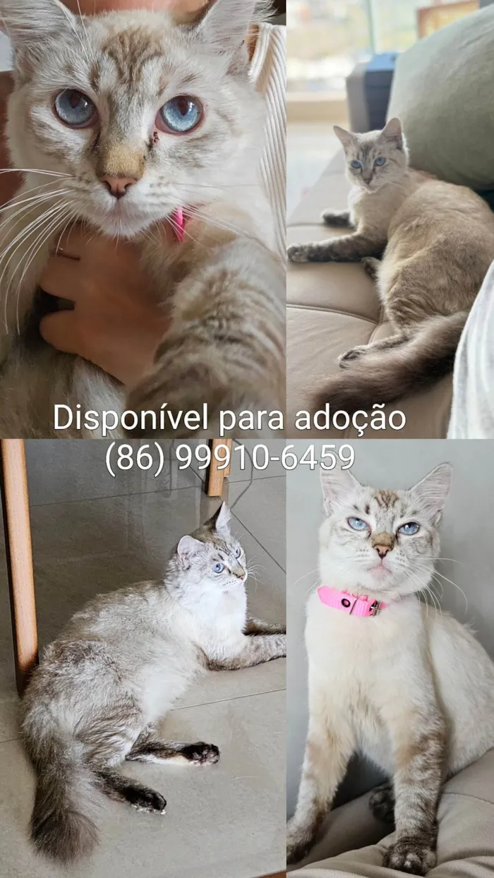 Gato ra a Siamês idade 7 a 11 meses nome Aurora