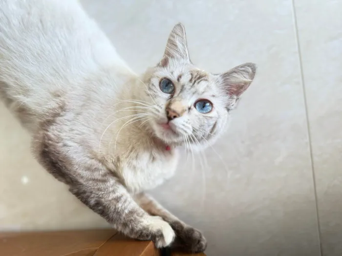 Gato ra a Siamês idade 7 a 11 meses nome Aurora