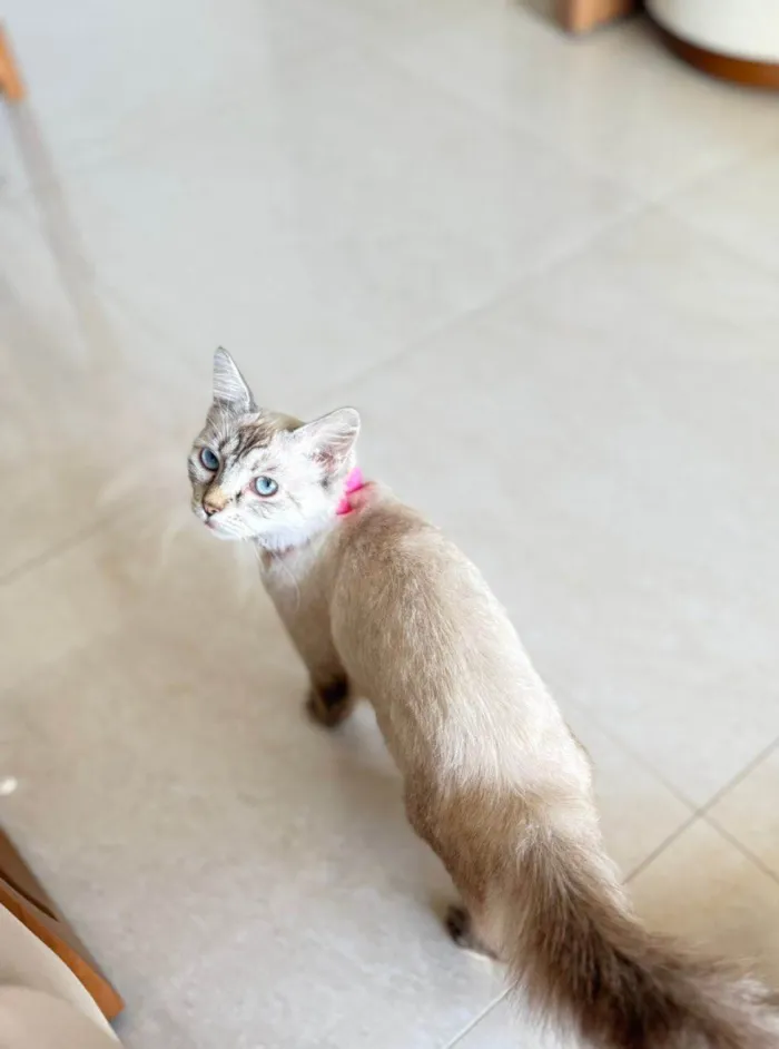 Gato ra a Siamês idade 7 a 11 meses nome Aurora