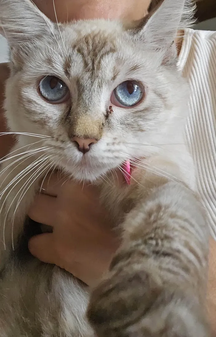 Gato ra a Siamês idade 7 a 11 meses nome Aurora