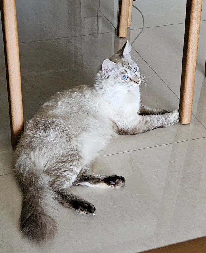 Gato ra a Siamês idade 7 a 11 meses nome Aurora