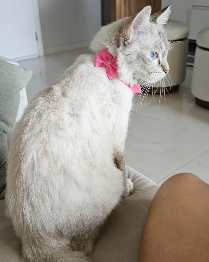 Gato ra a Siamês idade 7 a 11 meses nome Aurora