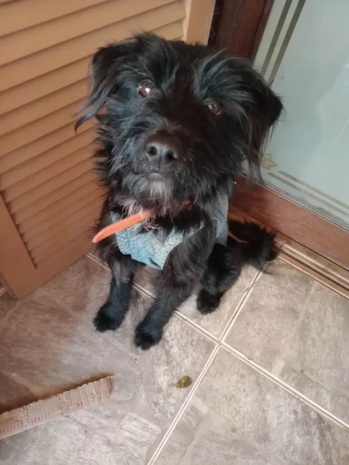 Cachorro ra a SRD-ViraLata idade 1 ano nome Zezé 