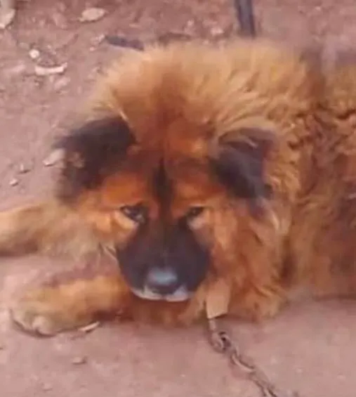 Cachorro ra a Chow Chow idade 2 anos nome Hércules 