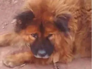 Cachorro raça Chow Chow idade 2 anos nome Hércules 