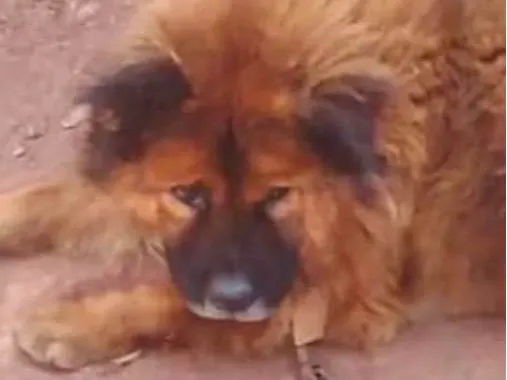 Cachorro ra a Chow Chow idade 2 anos nome Hércules 