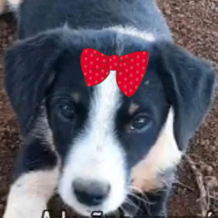 Cachorro ra a SRD-ViraLata idade 2 a 6 meses nome Maya 