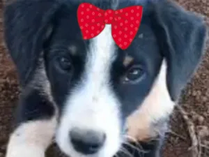 Cachorro raça SRD-ViraLata idade 2 a 6 meses nome Maya 