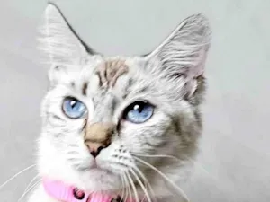 Gato raça Siamês idade 7 a 11 meses nome Aurora