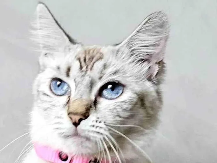 Gato ra a Siamês idade 7 a 11 meses nome Aurora