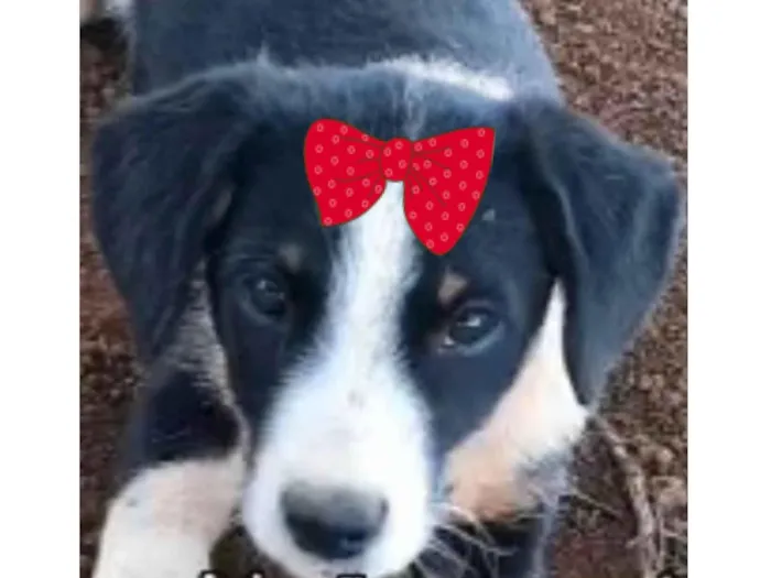 Cachorro ra a SRD-ViraLata idade 2 a 6 meses nome Maya 