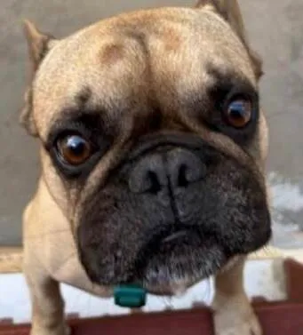 Cachorro ra a Bulldog idade 5 anos nome Adolfo 