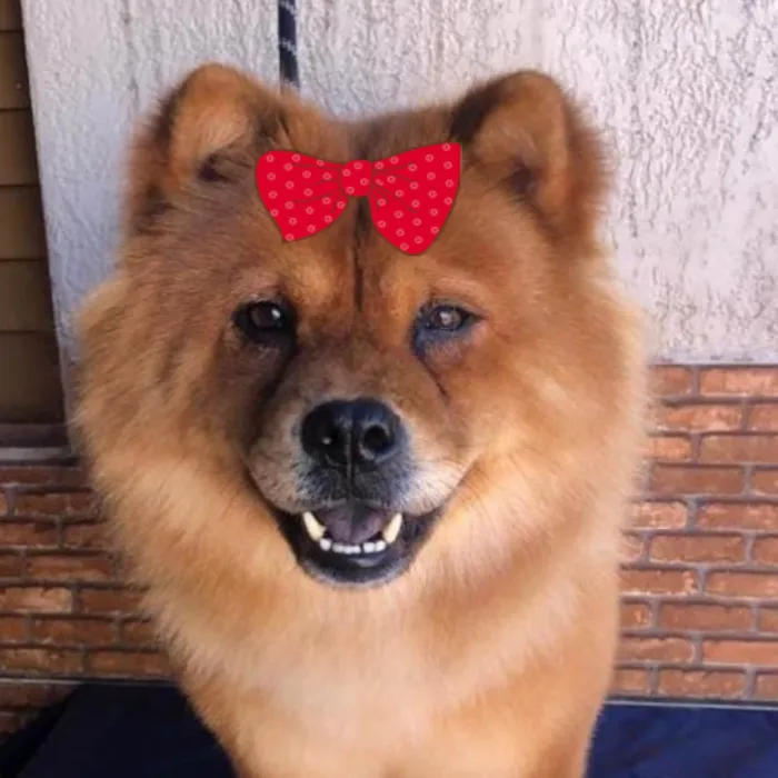 Cachorro ra a Chow Chow idade 3 anos nome Pandora 