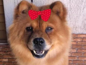 Cachorro raça Chow Chow idade 3 anos nome Pandora 