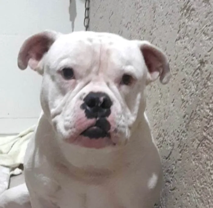 Cachorro ra a Pequinês idade 1 ano nome Taurus 