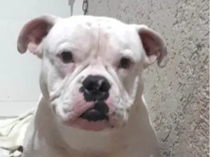Cachorro raça Pequinês idade 1 ano nome Taurus 