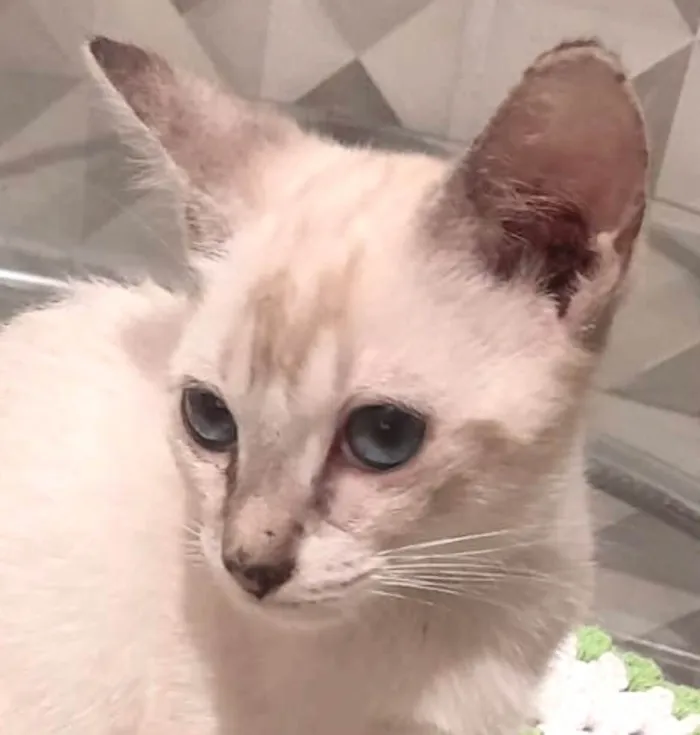 Gato ra a SRD-ViraLata idade 2 a 6 meses nome Lia 