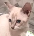 Lia