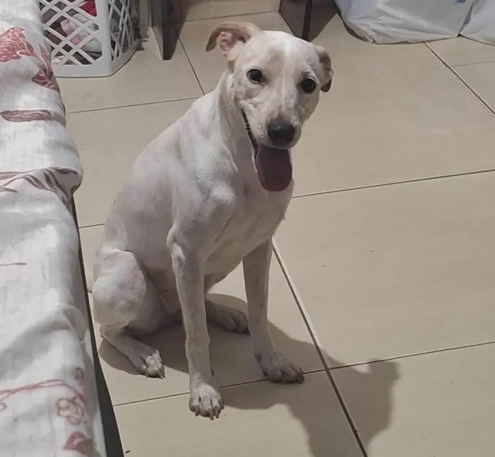 Cachorro ra a SRD-ViraLata idade 1 ano nome Charlotte 