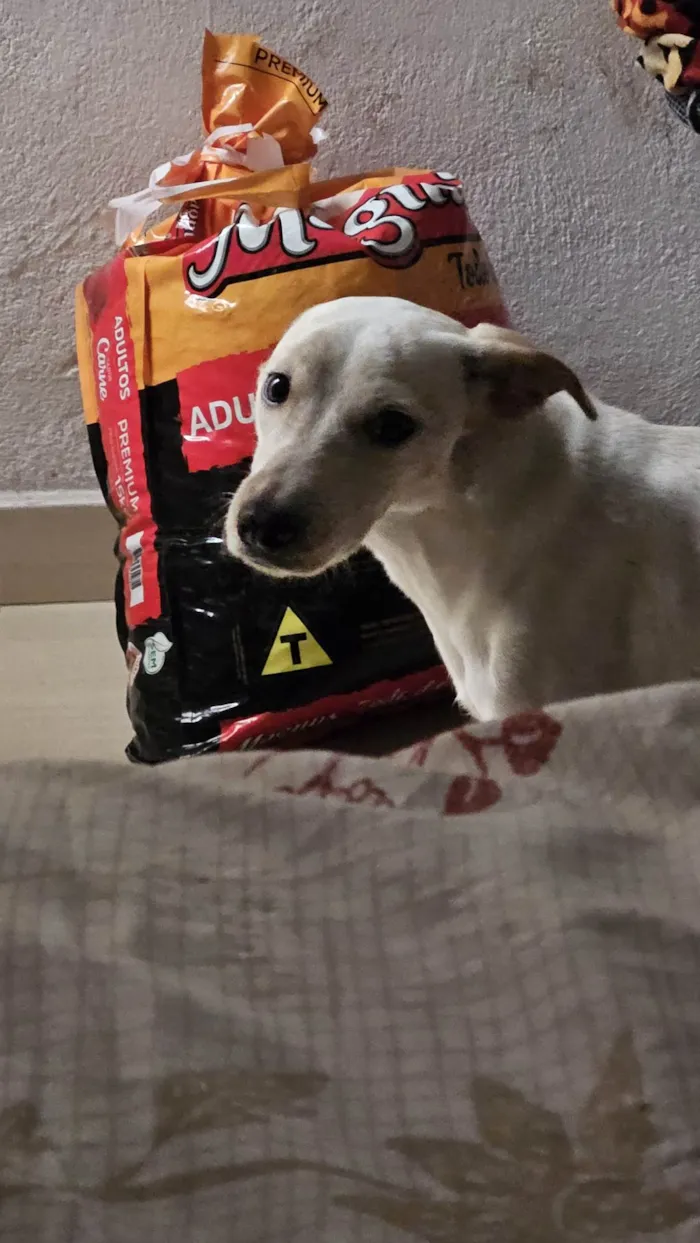 Cachorro ra a SRD-ViraLata idade 1 ano nome Charlotte 