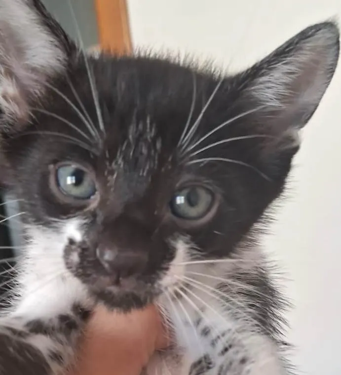 Gato ra a SRD-ViraLata idade 2 a 6 meses nome Léo 