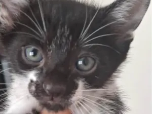 Gato raça SRD-ViraLata idade 2 a 6 meses nome Léo 