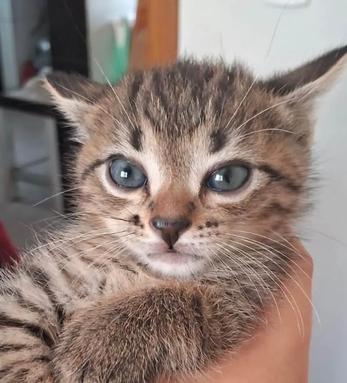 Gato ra a SRD-ViraLata idade 2 a 6 meses nome Teo 