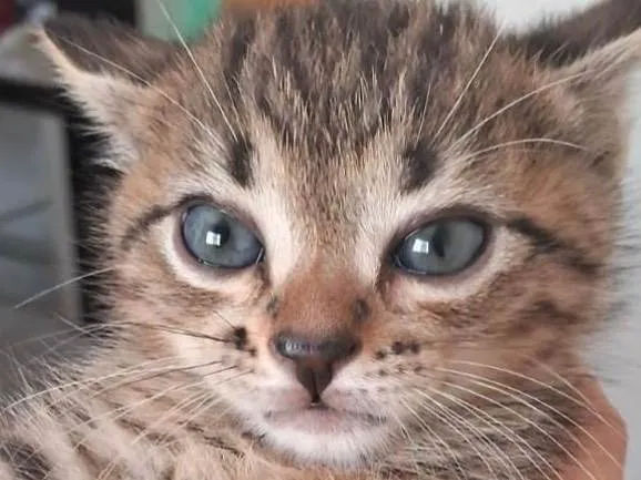Gato ra a SRD-ViraLata idade 2 a 6 meses nome Teo 