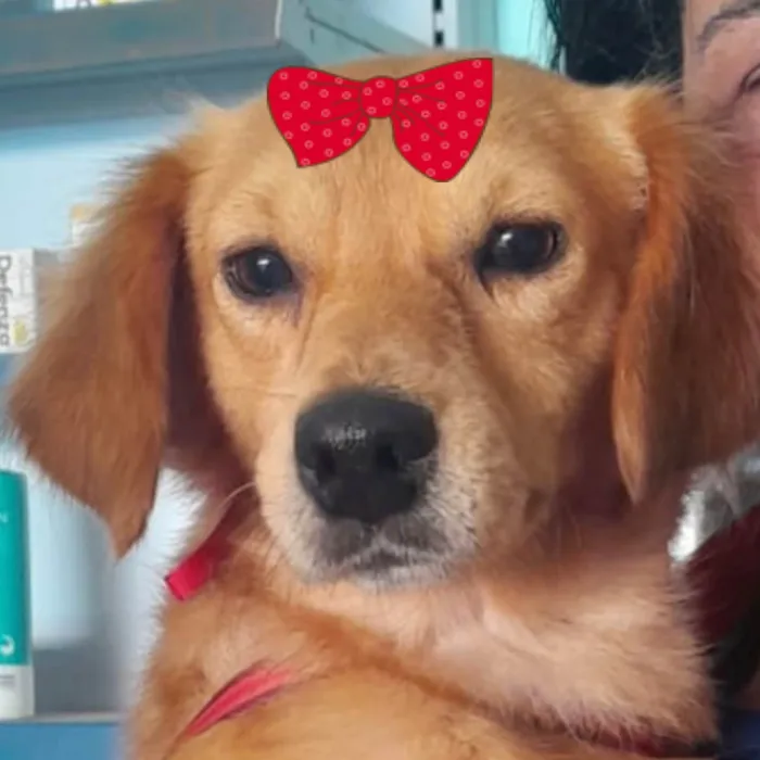 Cachorro ra a SRD-ViraLata idade 7 a 11 meses nome Mel 