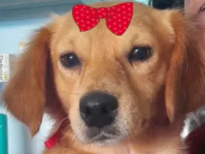 Cachorro raça SRD-ViraLata idade 7 a 11 meses nome Mel 