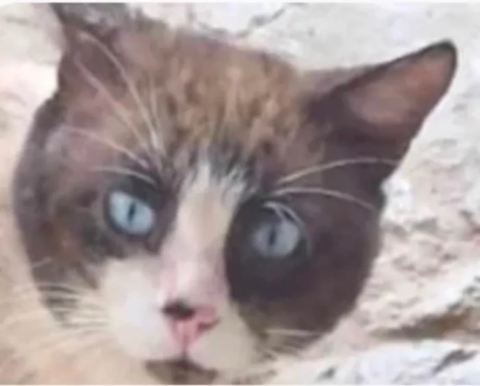 Gato ra a SRD-ViraLata idade 7 a 11 meses nome Fabrício 