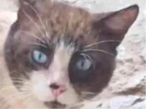 Gato raça SRD-ViraLata idade 7 a 11 meses nome Fabrício 